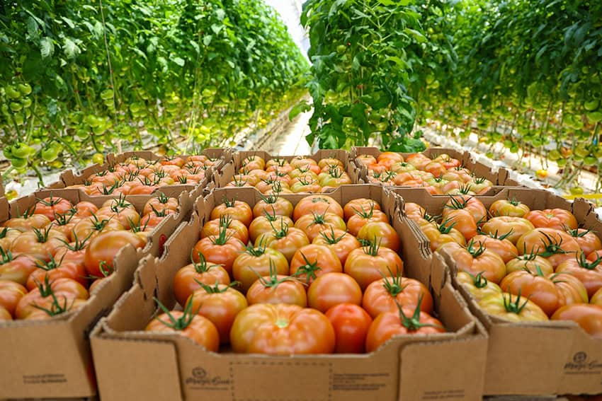 A last-minute surge in exports saved Mexico from recession in 2025