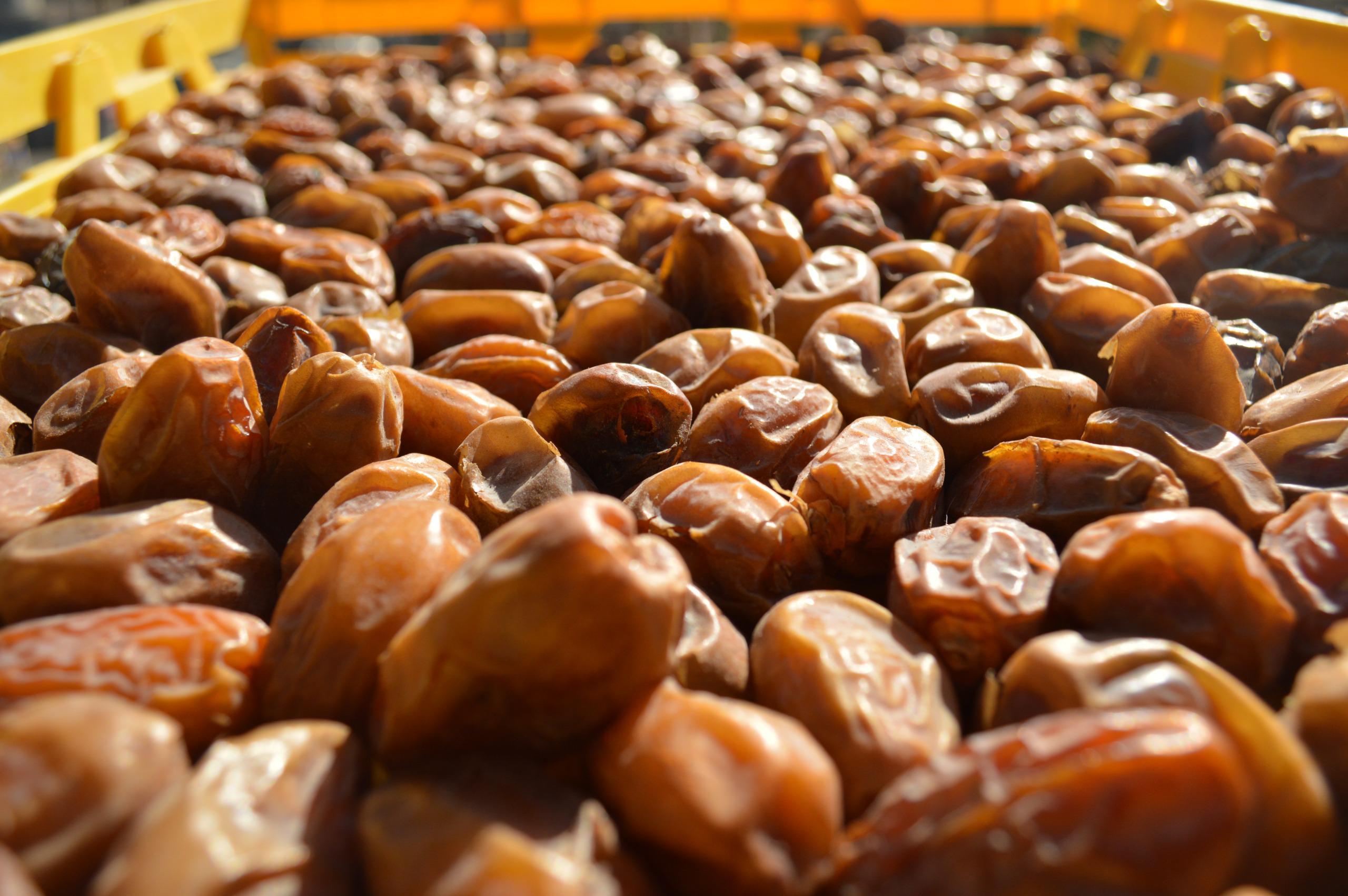 Baja California Produces Over 50% of Mexico&rsquo;s Date Crop Value