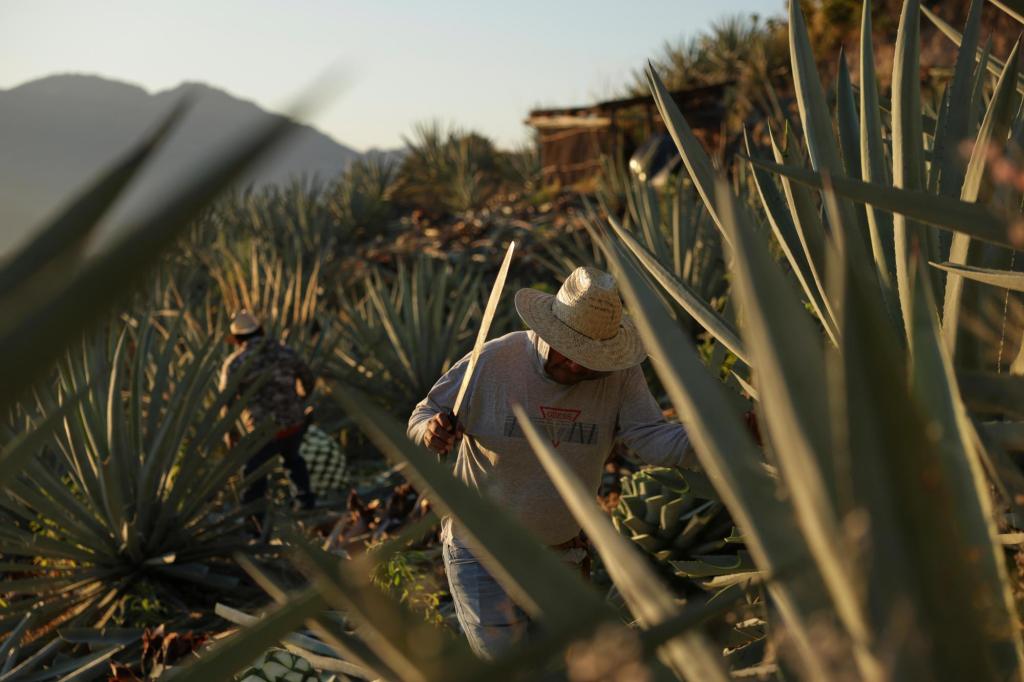 Mezcal&rsquo;s popularity is booming in the US. That comes with a growing environmental cost in Mexico