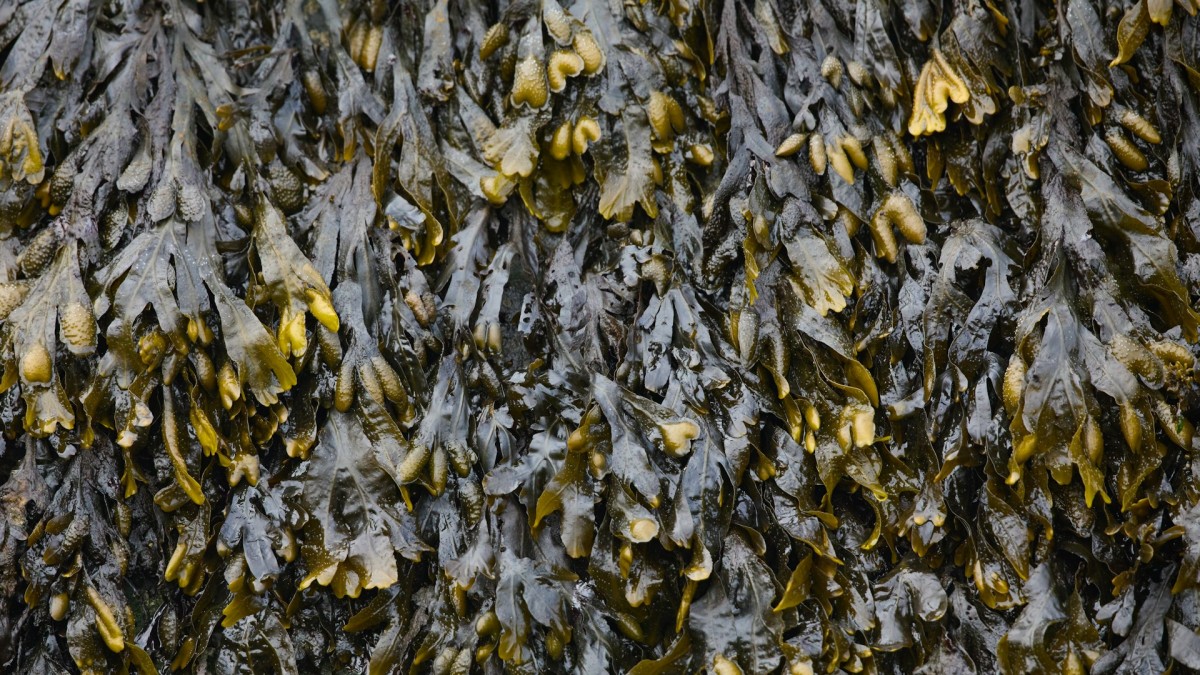 Mexico Is Betting on Biofuel to Tackle Its Seaweed Crisis